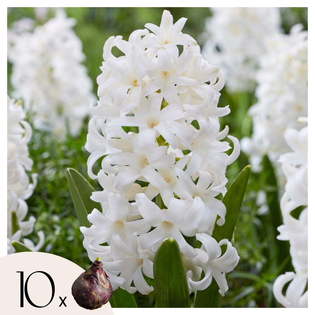 Hyasintti - 10 kpl - Hyacinthus 'Carnegie' - Kukkasipulit - Valkoinen