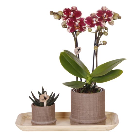 Orkidea-lahjasetti 'Cocktail S' - Phalaenopsis - Korkeus 30cm