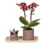 Orkidea-lahjasetti 'Cocktail S' - Phalaenopsis - Korkeus 30cm