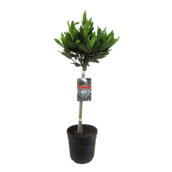 Laakeripuu - Laurus nobilis - Korkeus 90-100cm - ⌀21cm