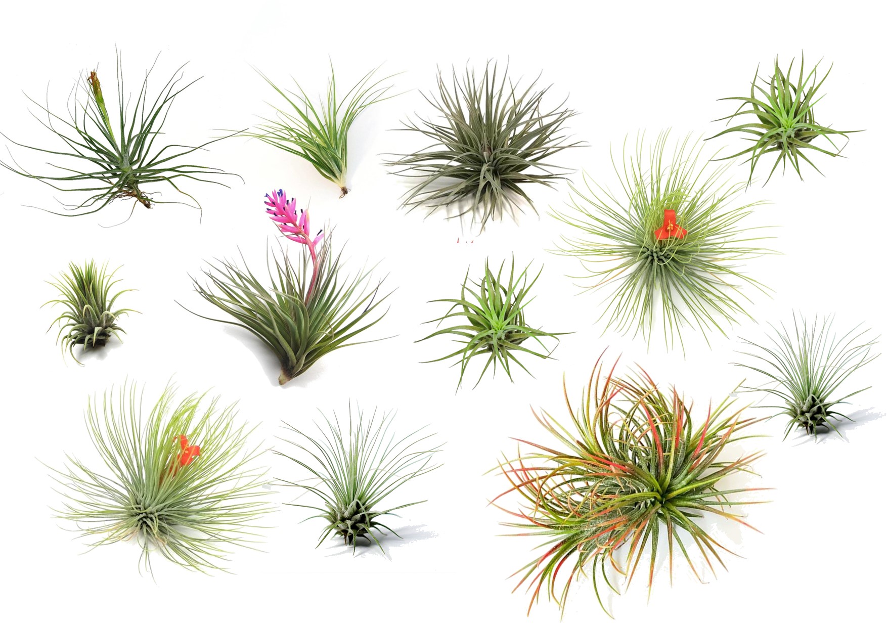 Ilmakasvi - 12 kpl - Tillandsia - Korkeus 5-15cm - ⌀5cm