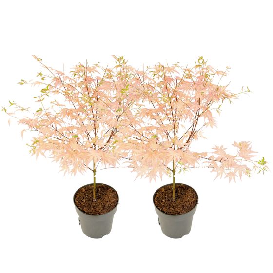 Japanin vaahtera - 2 kpl - Acer Palmatum 'Taylor' - Korkeus 35-55cm - ⌀15cm