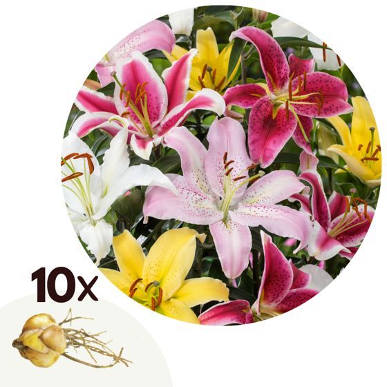 Lilja - 10 kpl - Lilium orientalis - Juurenpalat