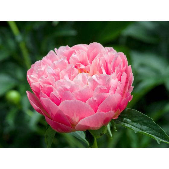 Pioni - 2 kpl - Paeonia 'Pink Hawaiian Coral' - Juurenpalat - Vaaleanpunainen