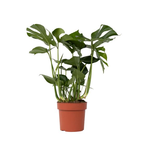 Sveitsiläinen juustokasvi - Monstera deliciosa - Korkeus 70-80cm - ⌀21cm