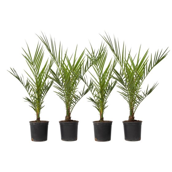 Kanariinipalmu - 4 kpl - Phoenix canariensis - Korkeus 50-60 cm - ⌀15 cm