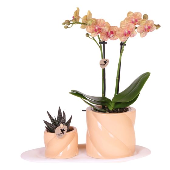 Orkidea-lahjasetti 'Orange S' - Phalaenopsis - Korkeus 30cm