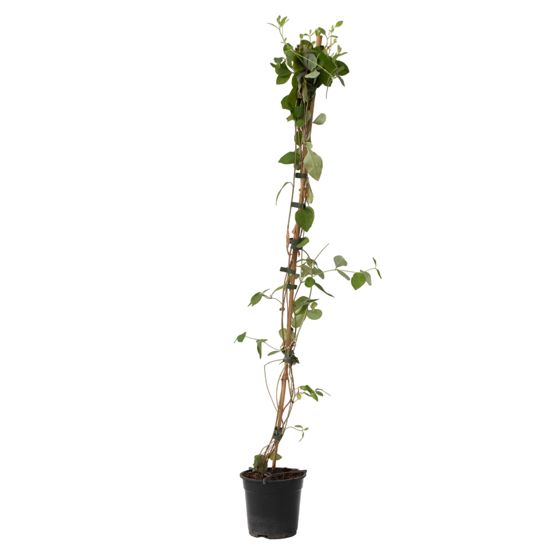 Kielo - Lonicera x Heckrotti 'American Beauty' - Korkeus 110-120 cm - ⌀17 cm