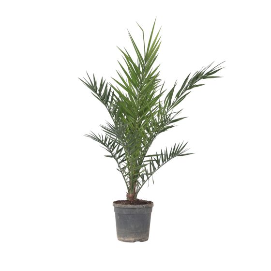 Kanariinipalmu - Phoenix canariensis - Korkeus 80-100 cm - ⌀19 cm