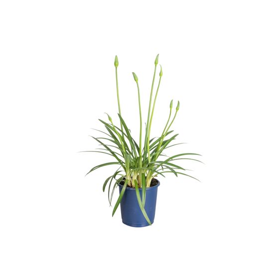 Afrikansiniunikko - Agapanthus 'Superb White' - Korkeus 30-45cm - ⌀14cm