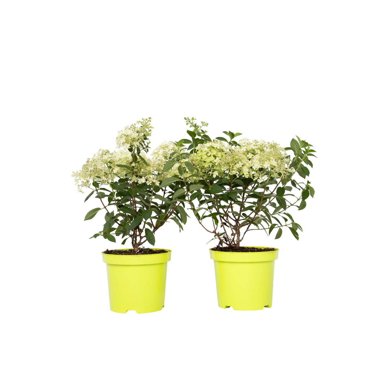 Hortensia - 2 kpl - Hydrangea paniculata 'Bobo' - Korkeus 25-40cm - ⌀19cm