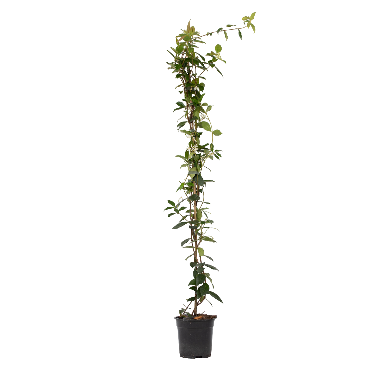 Jasmiinitähti - Trachelospermum jasminoides - Korkeus 110-120cm - ⌀17cm