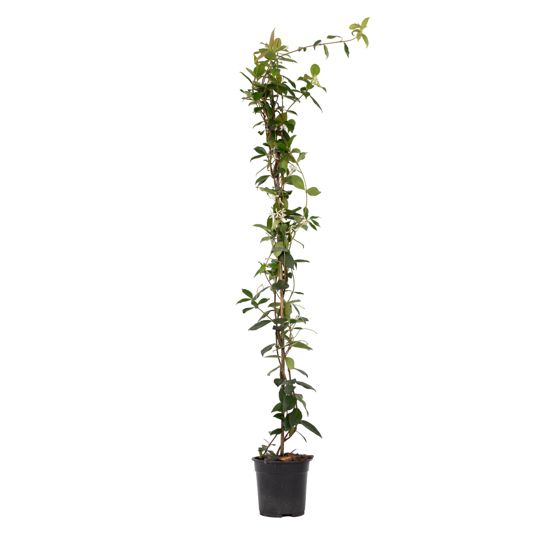 Jasmiinitähti - Trachelospermum jasminoides - Korkeus 110-120cm - ⌀17cm