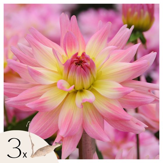 Daaliamukulat - 3 kpl - Dahlia 'Melody Gipsy' - Kukkasipulit