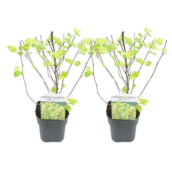 Pahkokärhö - 2 kpl - Physocarpus opulifolius 'Dart's Gold' - K30-40cm - ⌀17cm