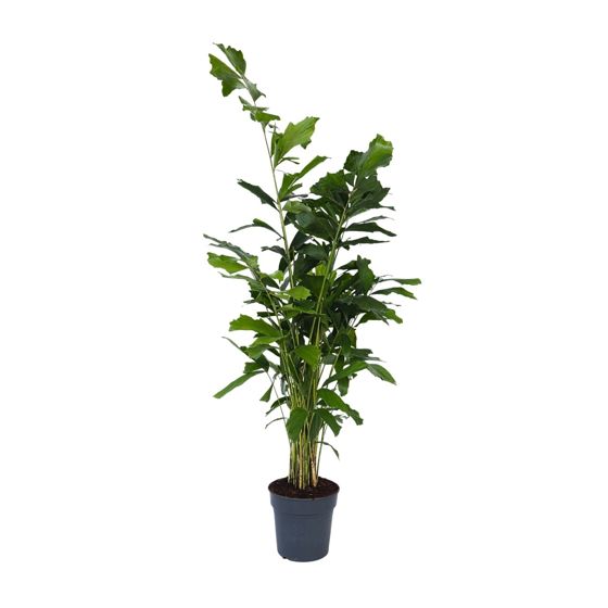 Kampajapalmu - Caryota mitis - Korkeus 120-130cm - ⌀27cm