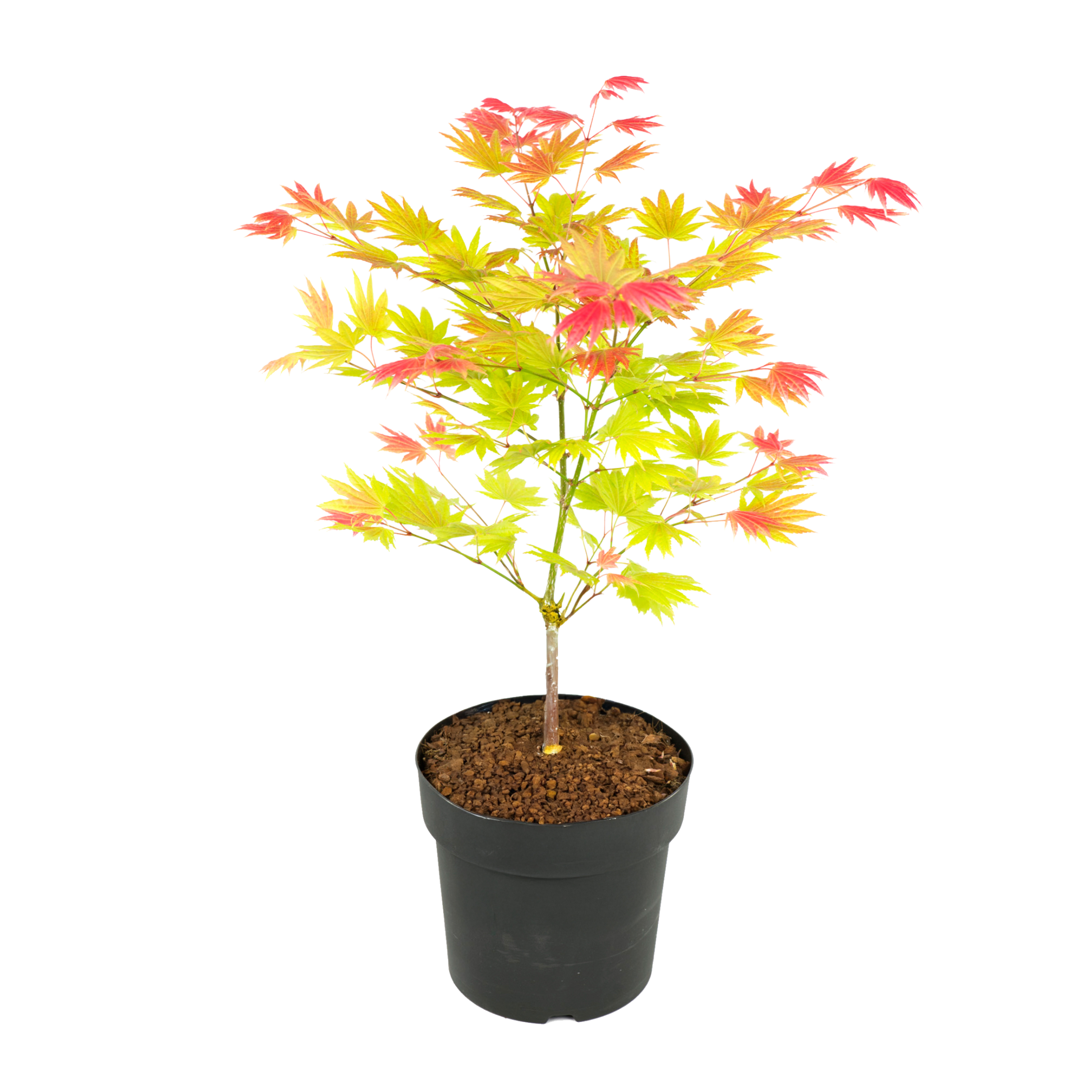Japanin vaahtera - Acer palmatum 'Moonrise' - Korkeus 40-50cm - ⌀19cm