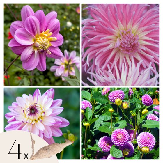 Daalian juurakot - 4 kpl - Dahlia 'Pink Love' - Kukkasipulit