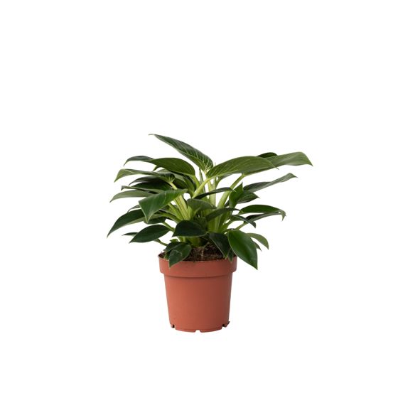 Sydänkasvi - Philodendron 'White Wave' - Korkeus 25-40cm - ⌀12cm
