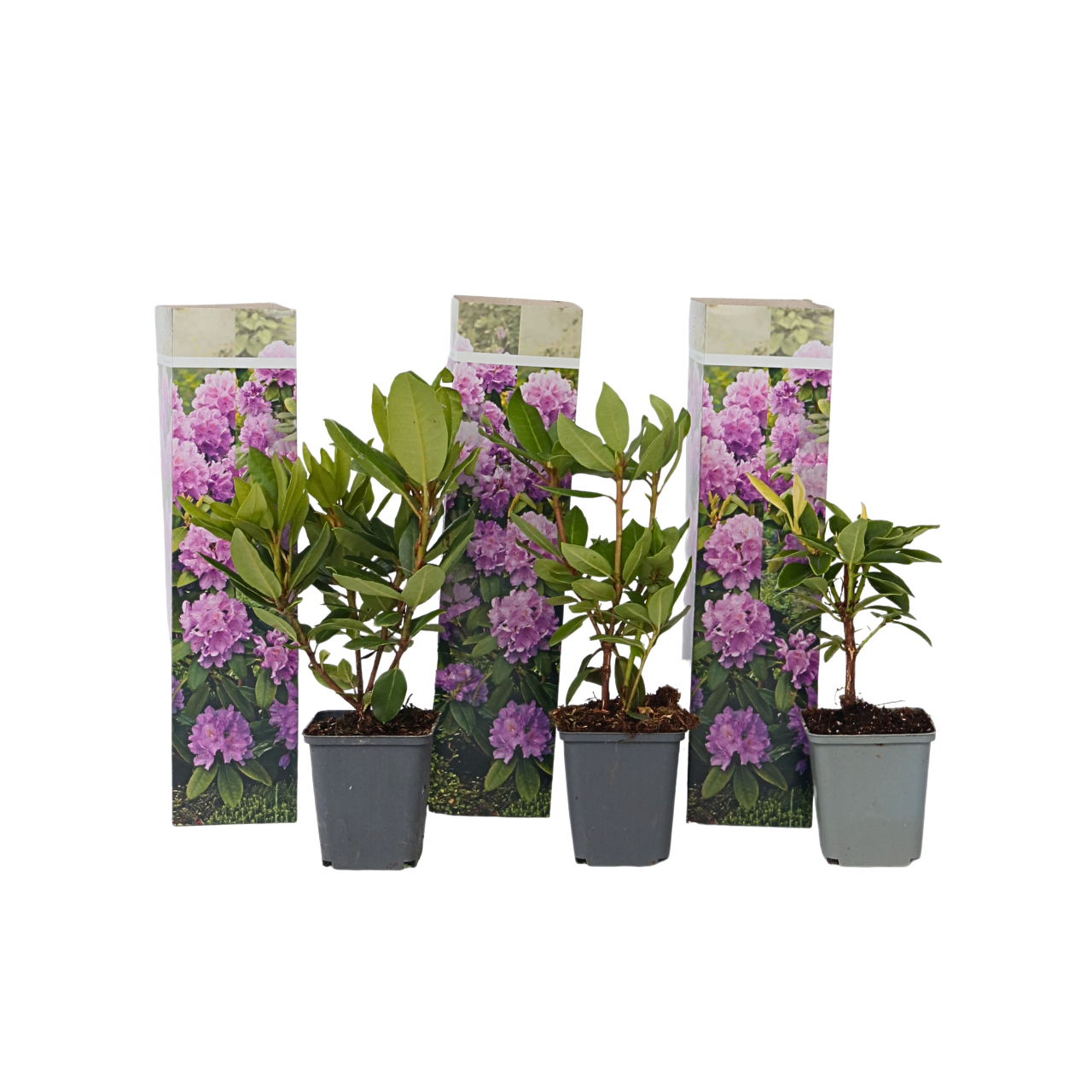 Rhododendronit - 3 kpl. - Rhododendron 'catawbiense purple' - K25-40cm - ⌀9cm