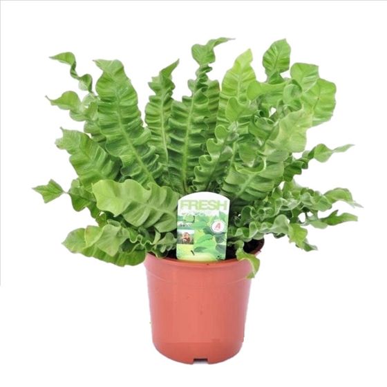 Lintupesäsaniainen - Asplenium nidus 'Crispy Wave' - Korkeus 40-50cm - ⌀17cm