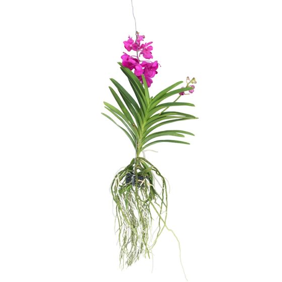 Vanda-orvokki - Vanda 'Tayanee Cerise' - Korkeus 55-65cm