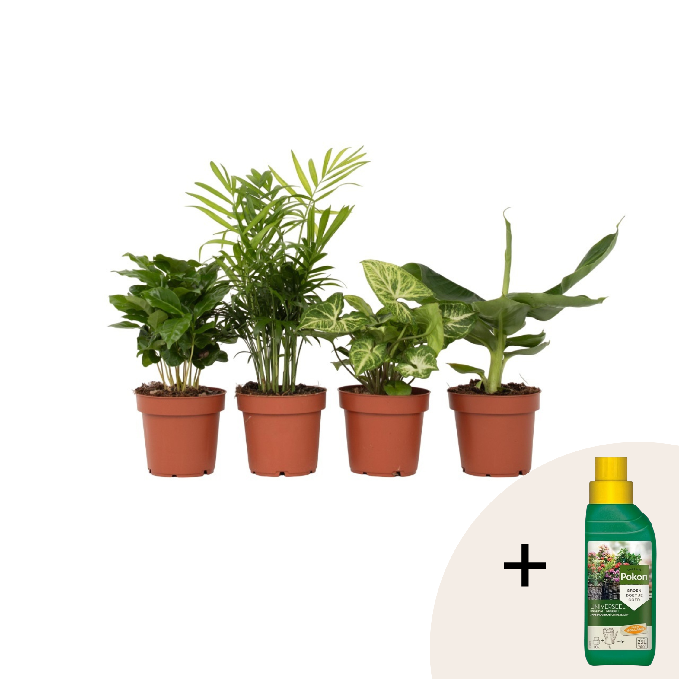 Kasviseos - 4 kpl - Chamaedorea Musa Syngonium Coffea - K25–40cm - ⌀12cm