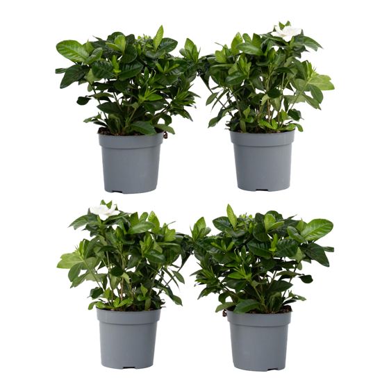 Kapsapuun jasmiini - 4 kpl - Gardenia jasminoides - Korkeus 20-30 cm - ⌀13 cm