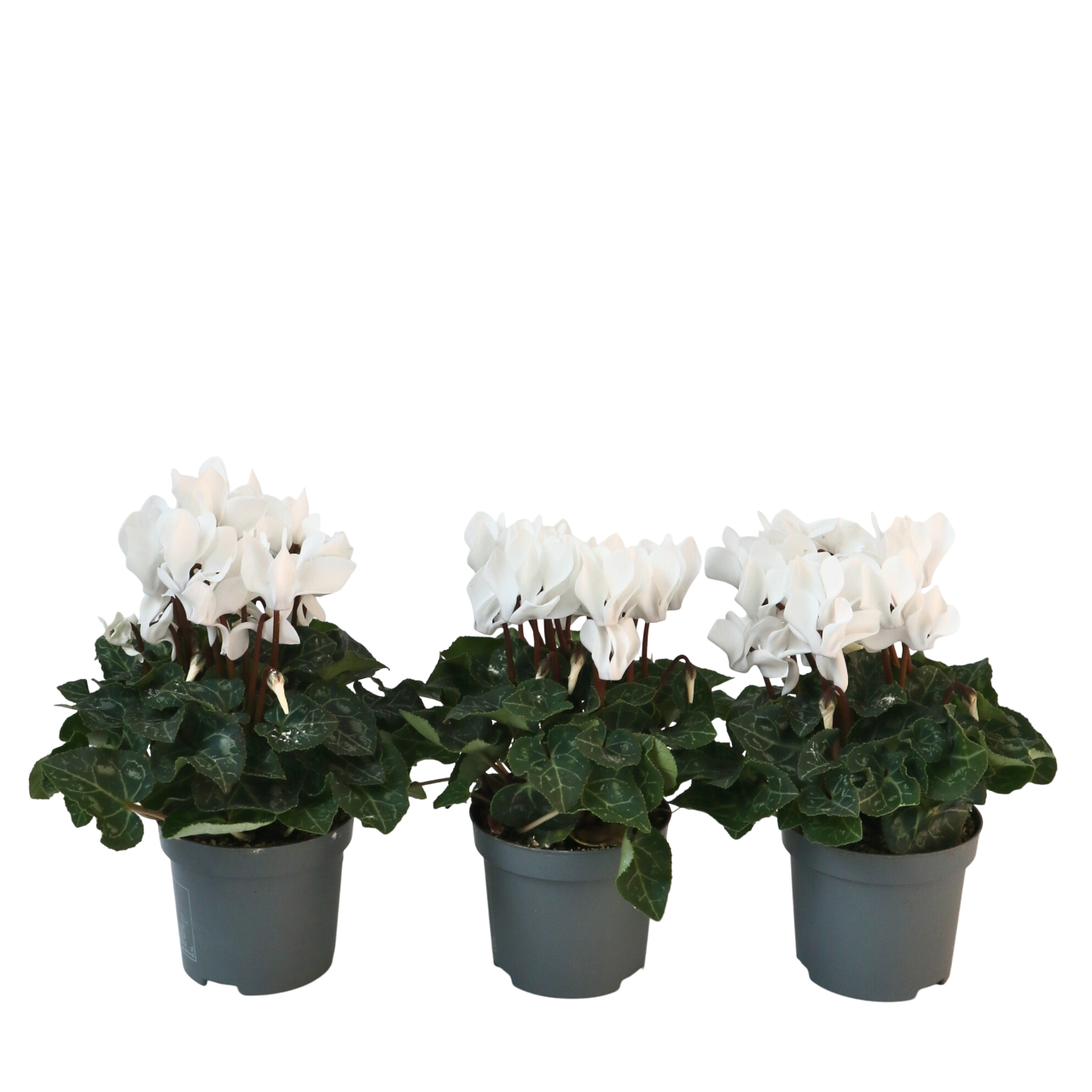 Kevätkylmänkukka - 3 kpl - Cyclamen persicum 'Metis White' - K10-20cm - ⌀9cm