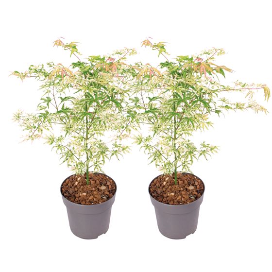Japanin vaahtera - 2 kpl - Acer palmatum 'Ukigumo' - Korkeus 50-60cm - ⌀19cm