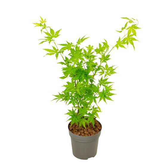 Japanin vaahtera - Acer palmatum 'Going Green' - Korkeus 25-40cm - ⌀10,5cm