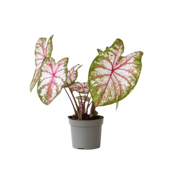 Enkelinsiivet - Caladium 'Tapestry' - Korkeus 25-35cm - ⌀13cm