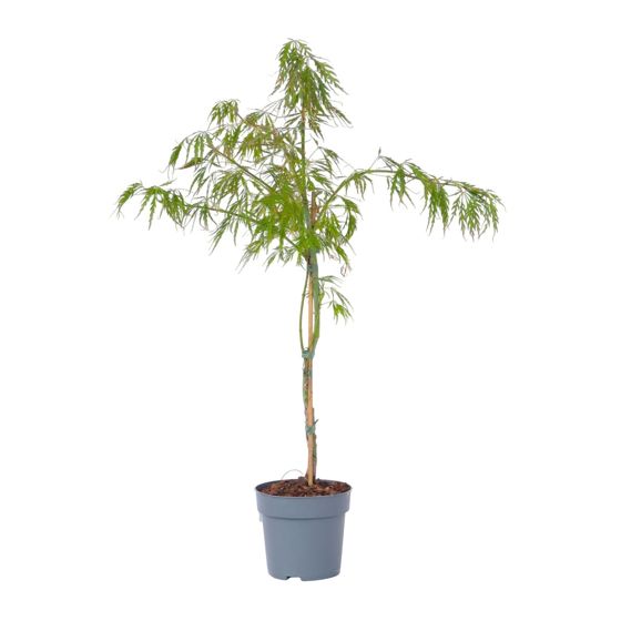 Japanin vaahtera - Acer palmatum 'Inaba-shidare' - Korkeus 30-40cm - ⌀13cm