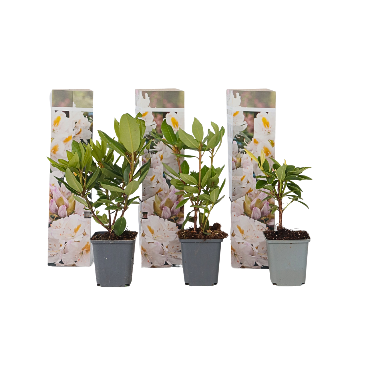 Rhododendronit - 3 kpl. - Rhododendron 'cunningham's white' - K25-40cm - ⌀9cm