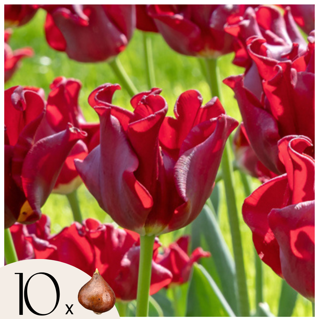 Tulppaaninsipulit 'Red Dress' - 10 kappaletta - Tummanpunainen - Tulipa