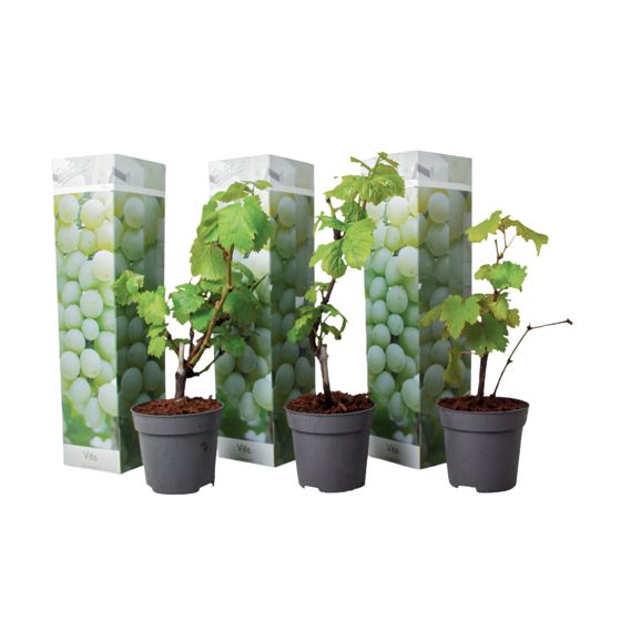 Viiniköynnös - 3 kpl - Vitis vinifera 'Chardonnay' - Korkeus 25-40cm - ⌀9cm