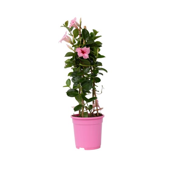 Kivikello - Mandeville 'Rio Hot Pink' - Korkeus 60-70cm - ⌀17cm