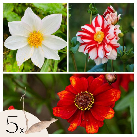 Daalian juurakot - 5 kpl - Dahlia 'Sunset Mix' - Kukkasipulit - Punainen
