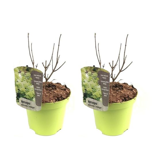 Hortensia - 2 kpl - Hydrangae paniculata 'Limelight' - Korkeus 25-40cm - ⌀19cm