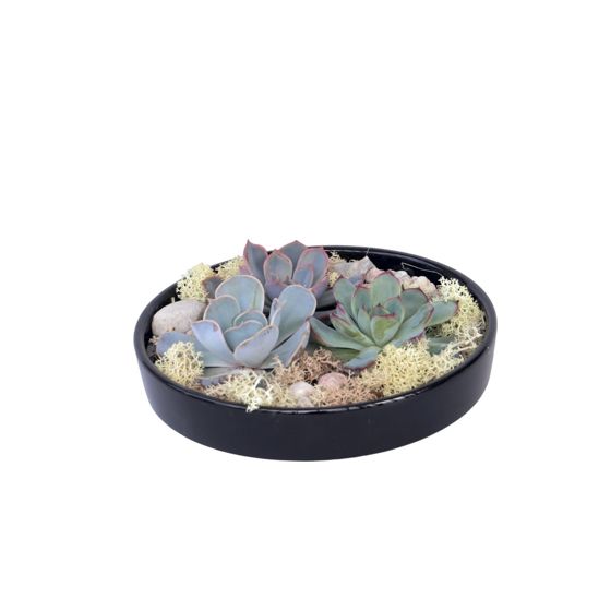 Echeveria Garden Mix Black - Echeveria lilacina - Korkeus 8 cm