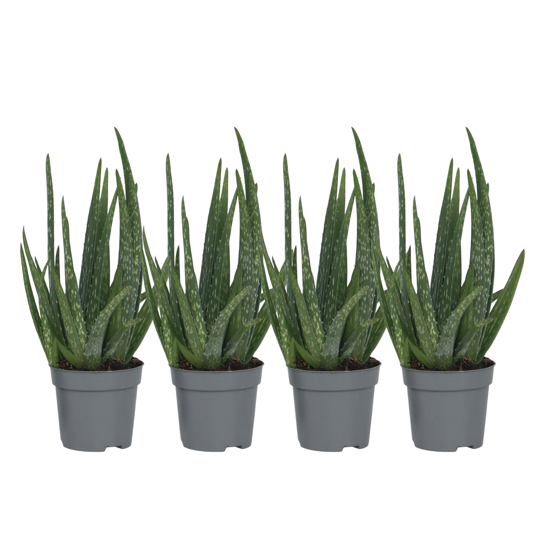 Aloe vera - 4 kpl - Aloe barbadensis - Korkeus 25-40cm - ⌀105cm