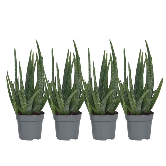 Aloe vera - 4 kpl - Aloe barbadensis - Korkeus 25-40cm - ⌀10,5cm