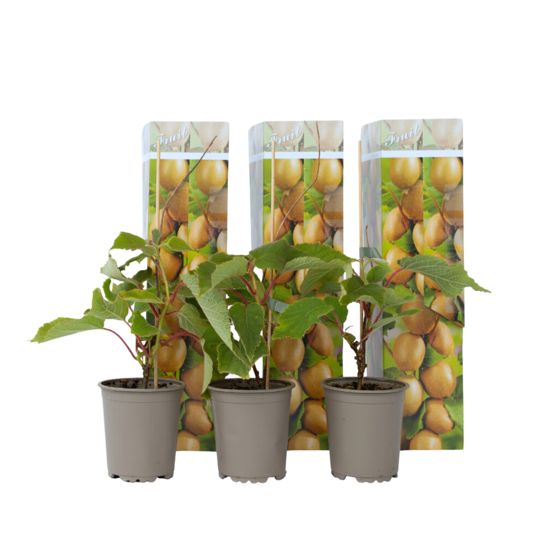 Kiivihedelmä - 3 kpl. - Actinidia deliciosa 'Jenny' - Korkeus 20-40cm - ⌀9cm