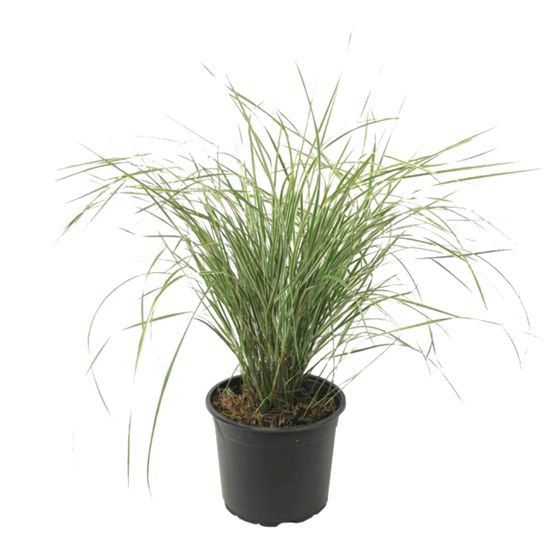 Sulkasaraheinä - Calamagrostis acutiflora 'Overdam' - Korkeus 20-30cm - ⌀23cm