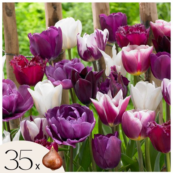 Tulppaanin sipulit - 35 kpl:n setti - Tulipa 'Blueberry' - Kukkasipulit - Violet