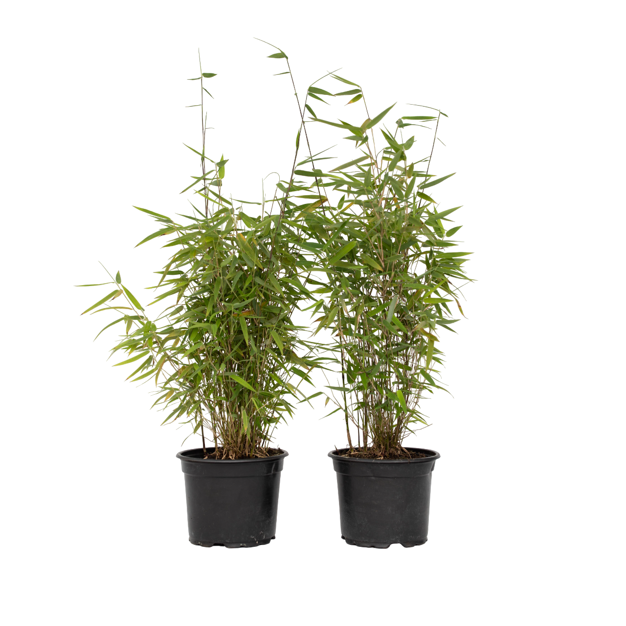 Kiinanpursubambu - 6 kpl - Fargesia 'Red Dragon' - Korkeus 60-80cm - ⌀17cm