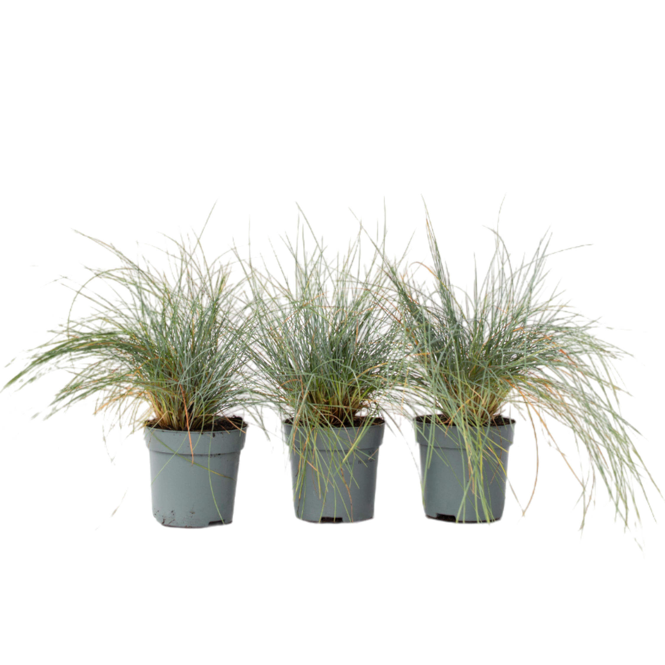 Siniheinä - 3 kpl - Festuca glauca 'Elijah Blue' - Korkeus 10-15 cm - ⌀9 cm