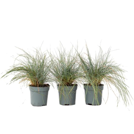 Siniheinä - 3 kpl - Festuca glauca 'Elijah Blue' - Korkeus 10-15 cm - ⌀9 cm
