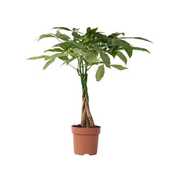 Rahanpuu - Pachira aquatica - Korkeus 60-70 cm - ⌀17 cm