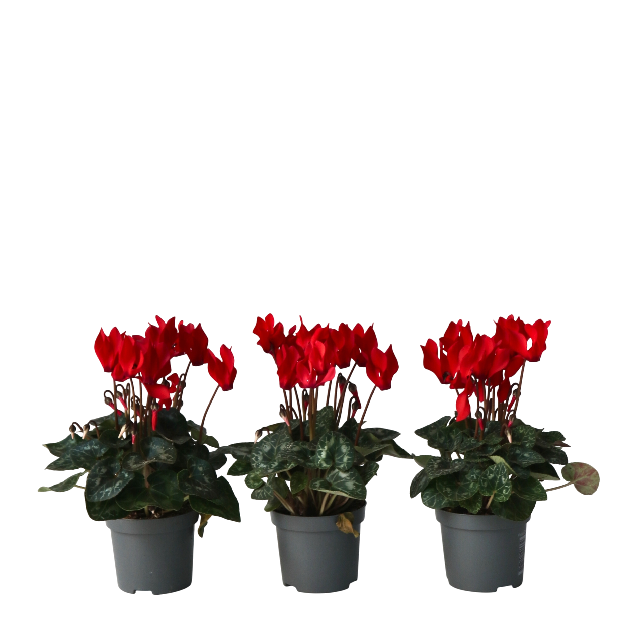 Kevätkylmänkukka - 6 kpl - Cyclamen 'Winfall Scarlet' - K10-20cm - ⌀9cm